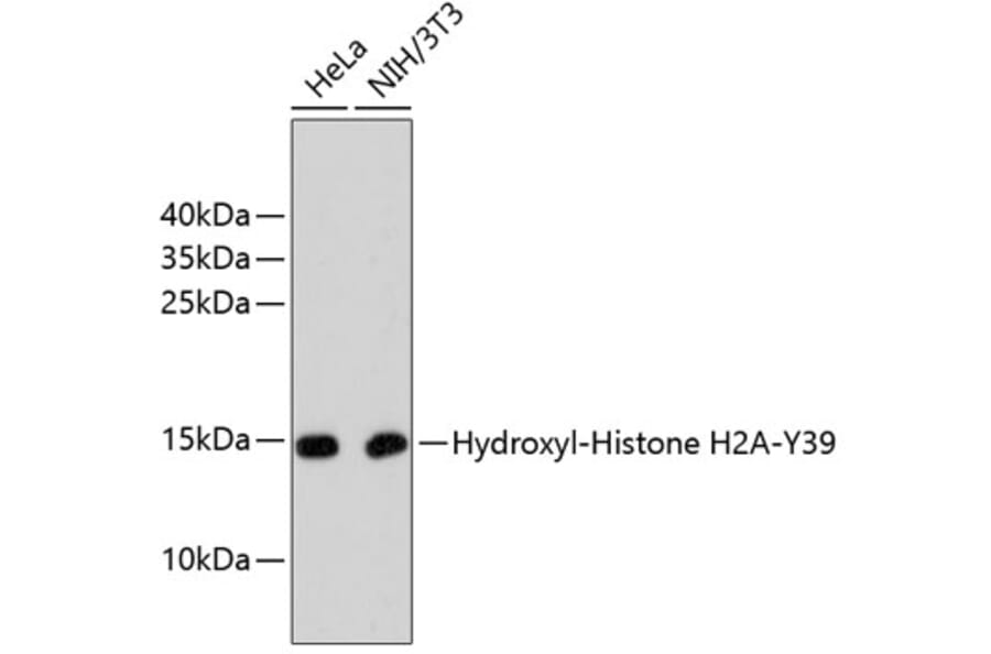 Western Blot - Anti-Hydroxyl-Histone H2A-Y39 Antibody (A11009) - Antibodies.com