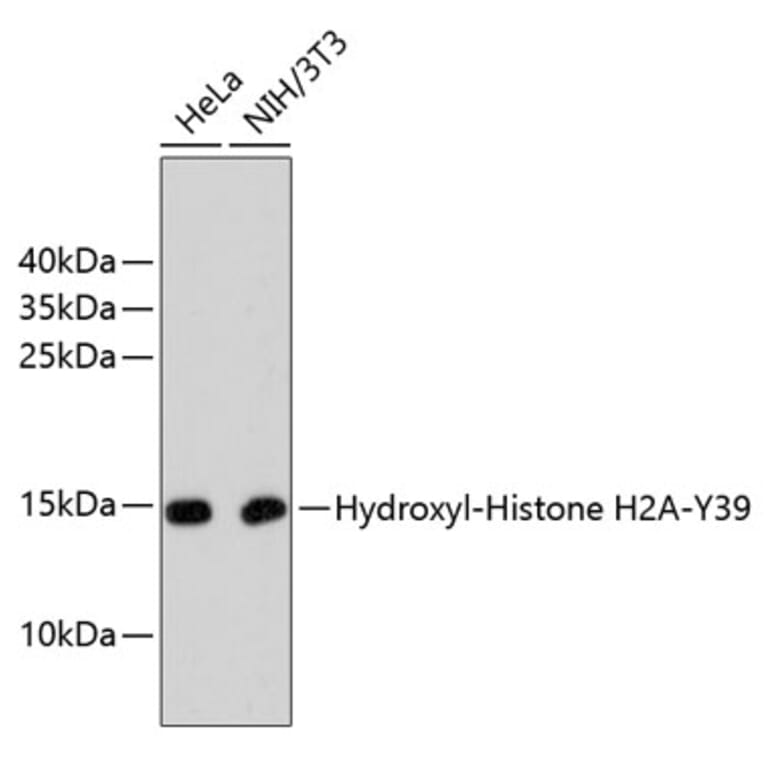 Western Blot - Anti-Hydroxyl-Histone H2A-Y39 Antibody (A11009) - Antibodies.com