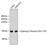 Western Blot - Anti-Hydroxyl-Histone H2A-Y39 Antibody (A11009) - Antibodies.com