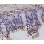 Immunohistochemistry - Anti-Hydroxyl-Histone H2A-Y39 Antibody (A11009) - Antibodies.com
