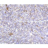Immunohistochemistry - Anti-Hydroxyl-Histone H2A-Y39 Antibody (A11009) - Antibodies.com