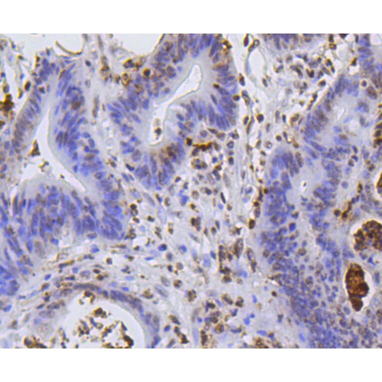 Immunohistochemistry - Anti-Hydroxyl-Histone H2A-Y39 Antibody (A11009) - Antibodies.com