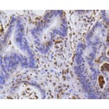 Immunohistochemistry - Anti-Hydroxyl-Histone H2A-Y39 Antibody (A11009) - Antibodies.com