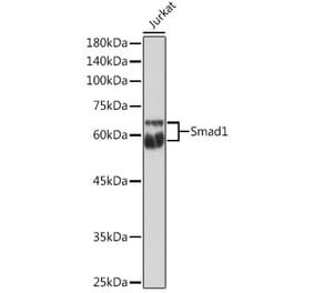 Western Blot - Anti-Smad1 Antibody (A13190) - Antibodies.com