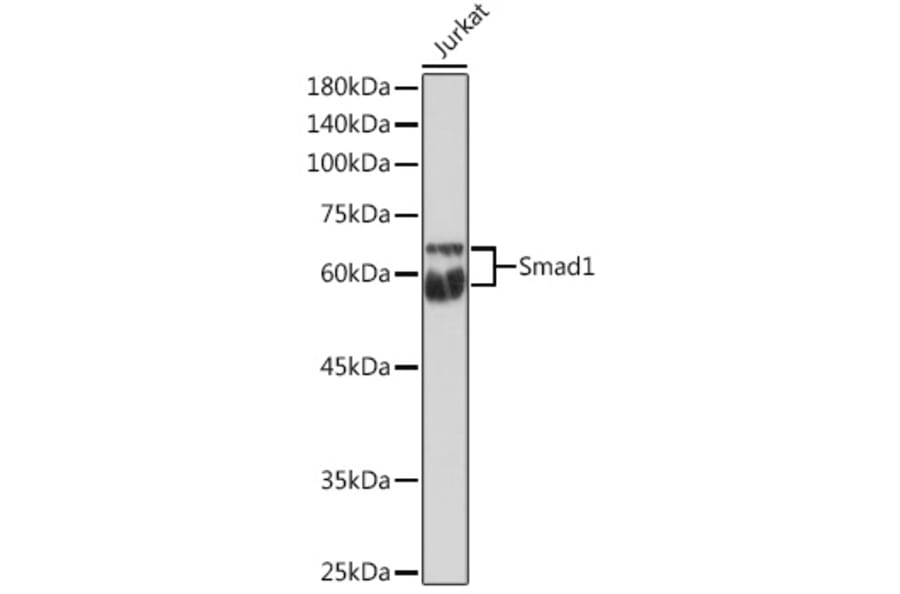 Western Blot - Anti-Smad1 Antibody (A13190) - Antibodies.com