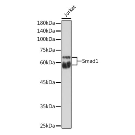 Western Blot - Anti-Smad1 Antibody (A13190) - Antibodies.com