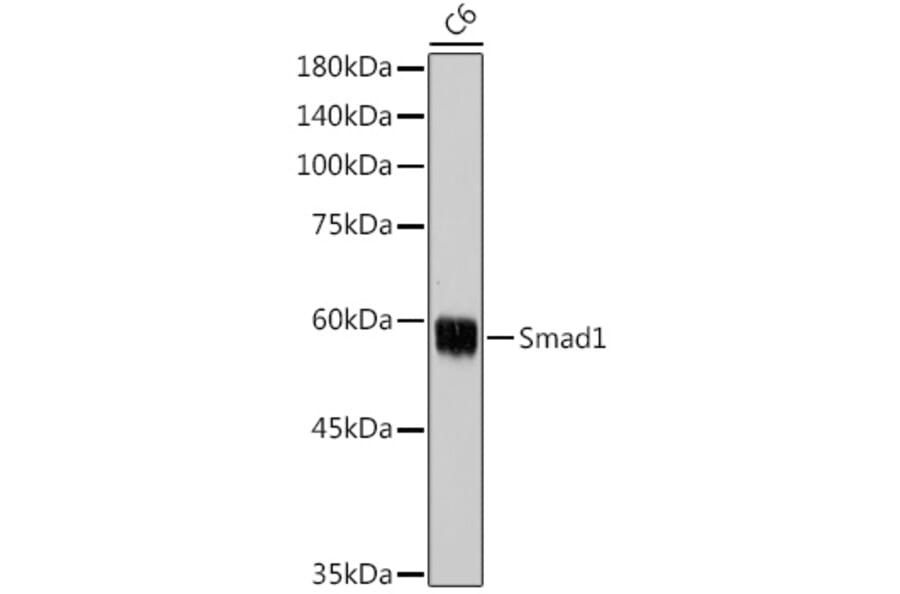 Western Blot - Anti-Smad1 Antibody (A13190) - Antibodies.com