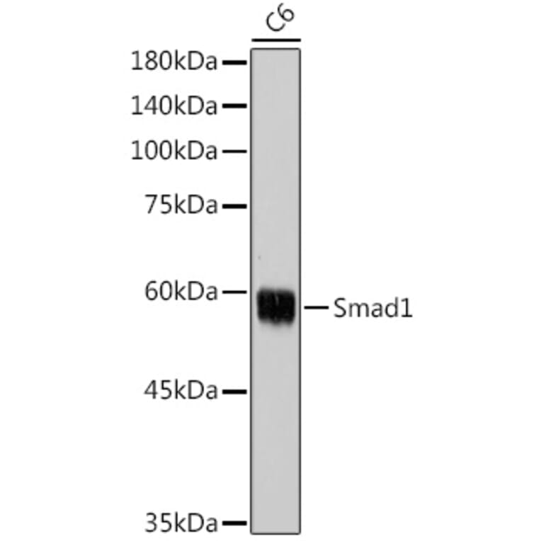 Western Blot - Anti-Smad1 Antibody (A13190) - Antibodies.com