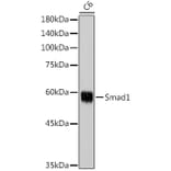 Western Blot - Anti-Smad1 Antibody (A13190) - Antibodies.com