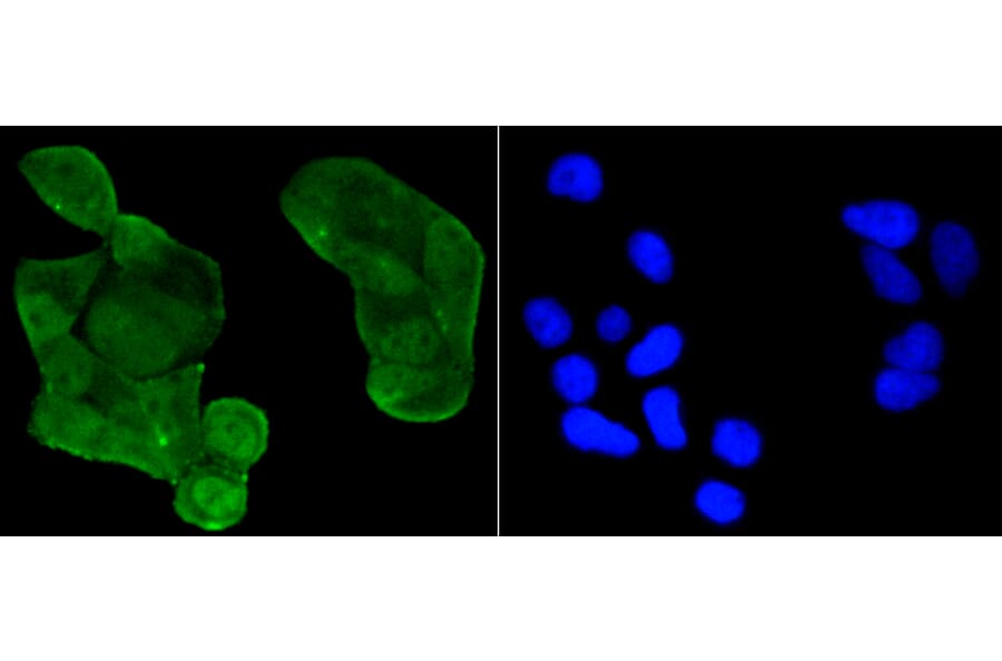 Immunofluorescence - Anti-Acetyl-TP53-K370 mAb Antibody (A11012) - Antibodies.com