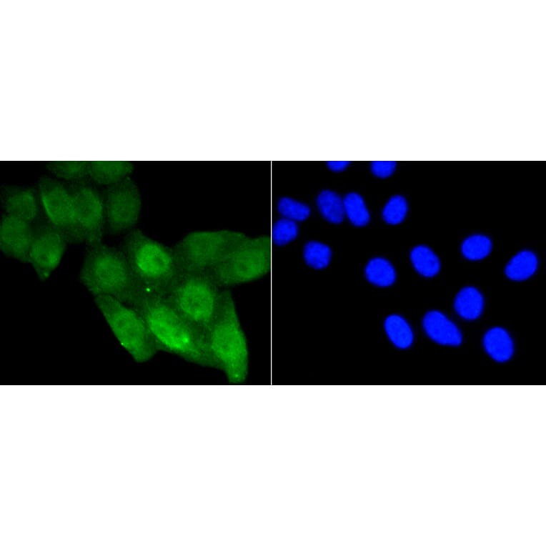 Immunofluorescence - Anti-Acetyl-TP53-K370 mAb Antibody (A11012) - Antibodies.com