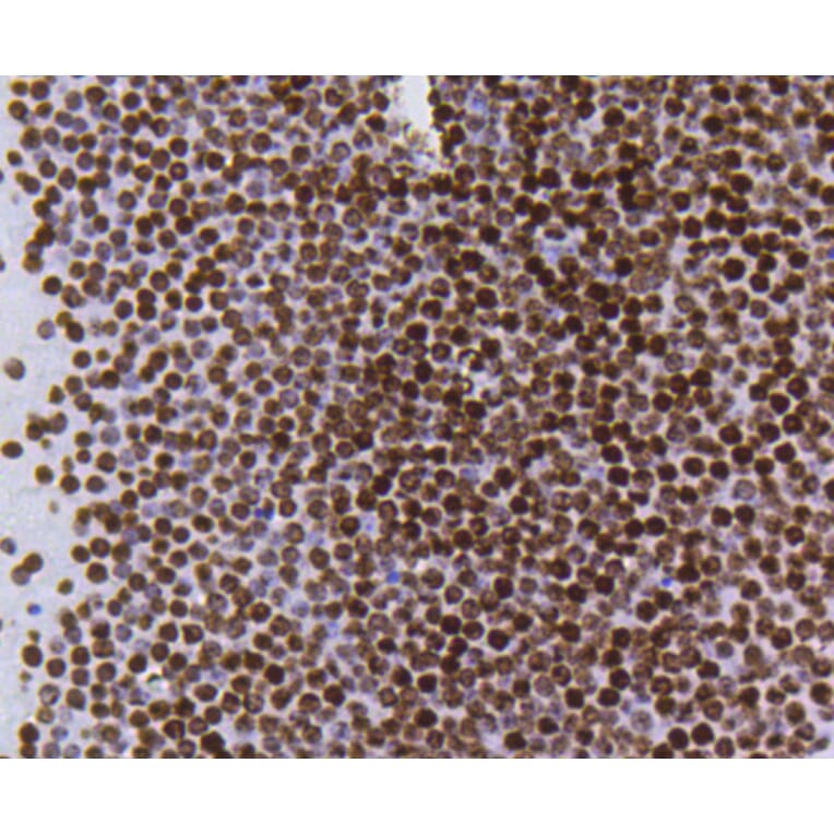 Immunohistochemistry - Anti-Acetyl-Histone H4-K5 mAb Antibody (A11015) - Antibodies.com
