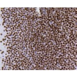 Immunohistochemistry - Anti-Acetyl-Histone H4-K5 mAb Antibody (A11015) - Antibodies.com