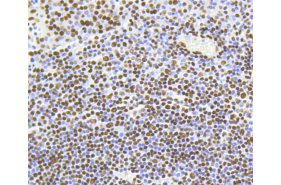 Immunohistochemistry - Anti-Acetyl-Histone H4-K5 mAb Antibody (A11015) - Antibodies.com