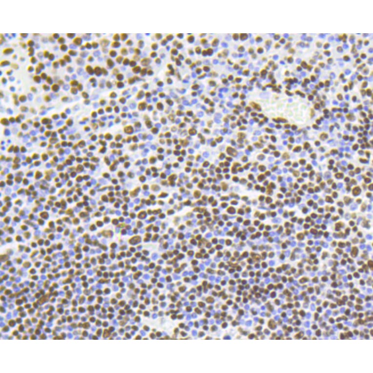 Immunohistochemistry - Anti-Acetyl-Histone H4-K5 mAb Antibody (A11015) - Antibodies.com