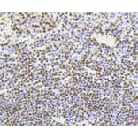 Immunohistochemistry - Anti-Acetyl-Histone H4-K5 mAb Antibody (A11015) - Antibodies.com