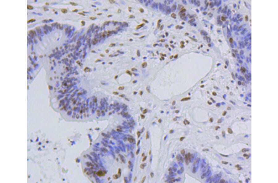 Immunohistochemistry - Anti-Acetyl-Histone H4-K5 mAb Antibody (A11015) - Antibodies.com