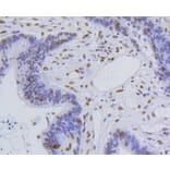 Immunohistochemistry - Anti-Acetyl-Histone H4-K5 mAb Antibody (A11015) - Antibodies.com