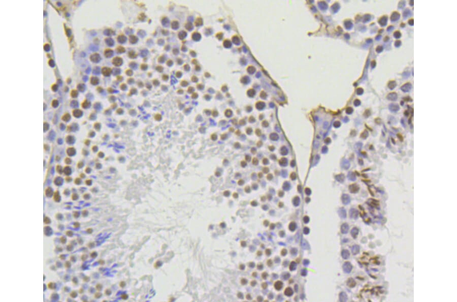 Immunohistochemistry - Anti-Acetyl-Histone H4-K5 mAb Antibody (A11015) - Antibodies.com