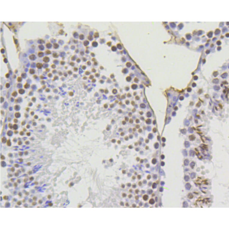 Immunohistochemistry - Anti-Acetyl-Histone H4-K5 mAb Antibody (A11015) - Antibodies.com