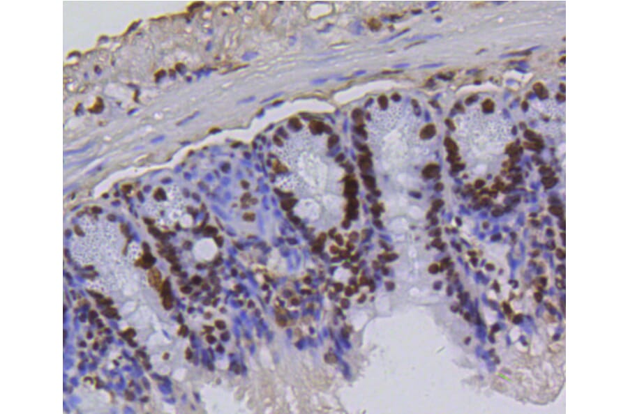 Immunohistochemistry - Anti-Acetyl-Histone H4-K5 mAb Antibody (A11015) - Antibodies.com