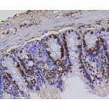 Immunohistochemistry - Anti-Acetyl-Histone H4-K5 mAb Antibody (A11015) - Antibodies.com