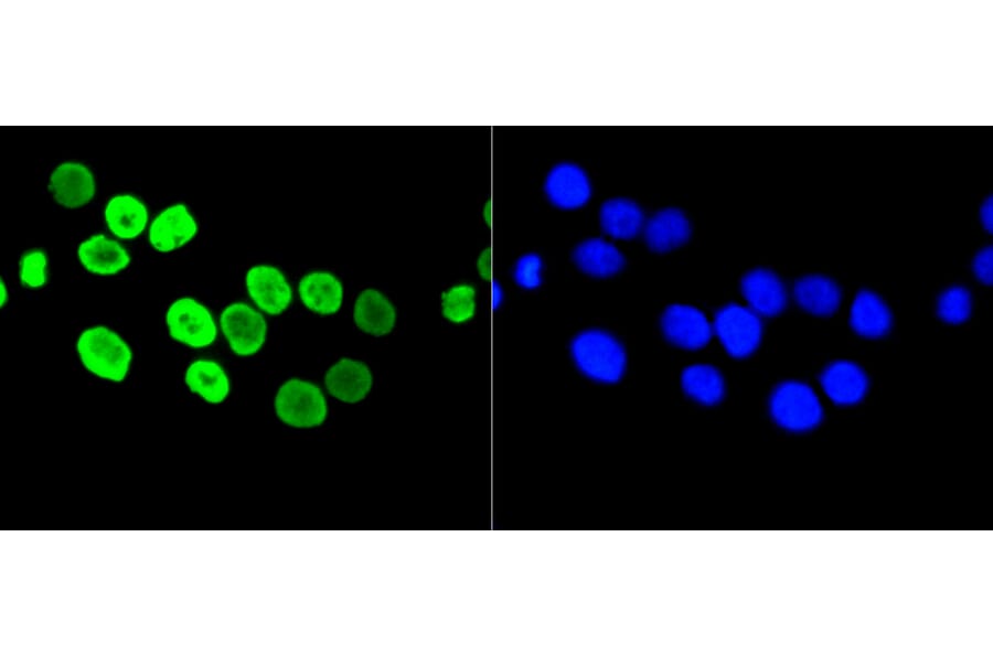 Immunofluorescence - Anti-Acetyl-Histone H4-K5 mAb Antibody (A11015) - Antibodies.com