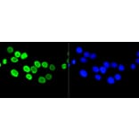 Immunofluorescence - Anti-Acetyl-Histone H4-K5 mAb Antibody (A11015) - Antibodies.com