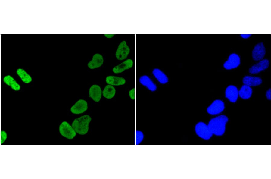 Immunofluorescence - Anti-Acetyl-Histone H4-K5 mAb Antibody (A11015) - Antibodies.com