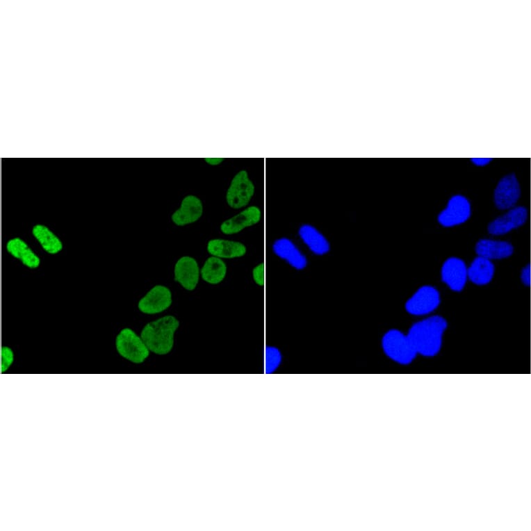 Immunofluorescence - Anti-Acetyl-Histone H4-K5 mAb Antibody (A11015) - Antibodies.com