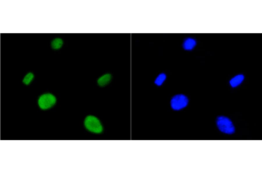 Immunofluorescence - Anti-Acetyl-Histone H4-K5 mAb Antibody (A11015) - Antibodies.com
