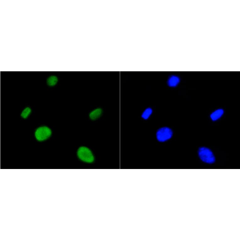 Immunofluorescence - Anti-Acetyl-Histone H4-K5 mAb Antibody (A11015) - Antibodies.com