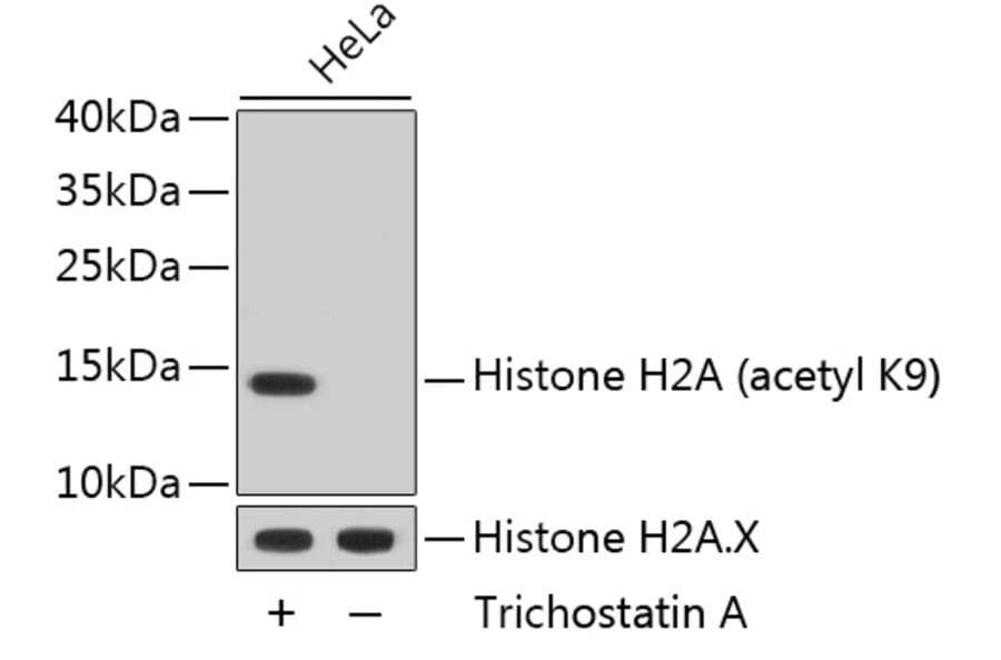 Western Blot - Anti-Acetyl-Histone H2A-K9 mAb Antibody (A11018) - Antibodies.com
