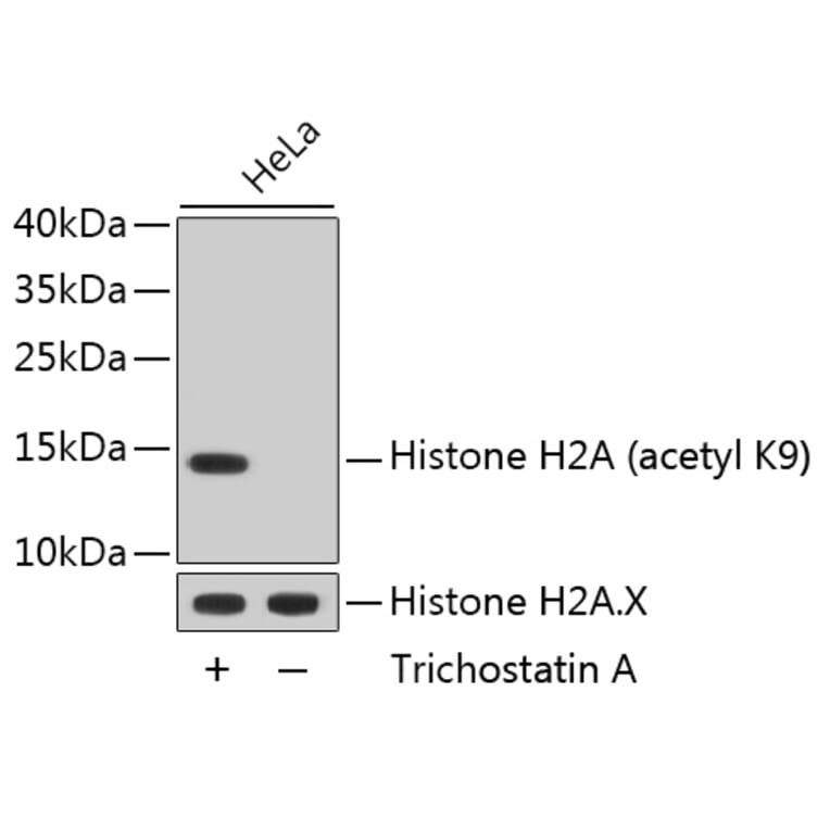 Western Blot - Anti-Acetyl-Histone H2A-K9 mAb Antibody (A11018) - Antibodies.com