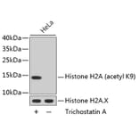 Western Blot - Anti-Acetyl-Histone H2A-K9 mAb Antibody (A11018) - Antibodies.com