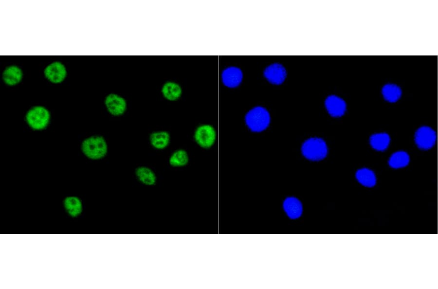 Immunofluorescence - Anti-Acetyl-Histone H2A-K9 mAb Antibody (A11018) - Antibodies.com