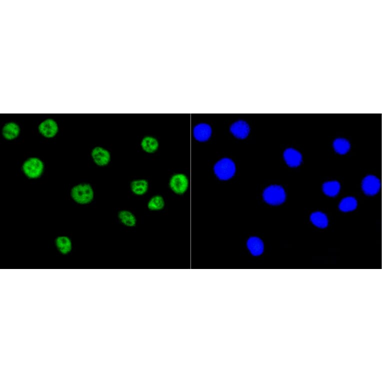Immunofluorescence - Anti-Acetyl-Histone H2A-K9 mAb Antibody (A11018) - Antibodies.com