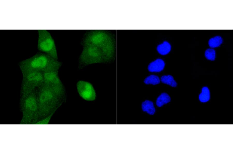 Immunofluorescence - Anti-Acetyl-Histone H2A-K9 mAb Antibody (A11018) - Antibodies.com