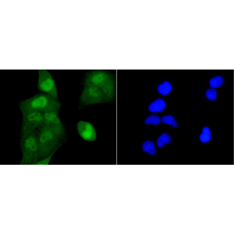 Immunofluorescence - Anti-Acetyl-Histone H2A-K9 mAb Antibody (A11018) - Antibodies.com