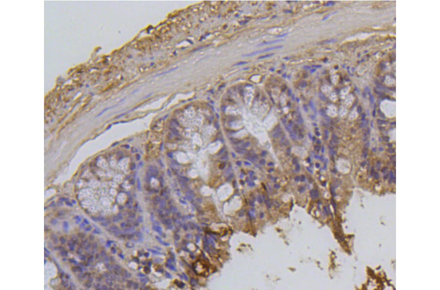 Immunohistochemistry - Anti-Acetyl-Histone H2A-K9 mAb Antibody (A11018) - Antibodies.com