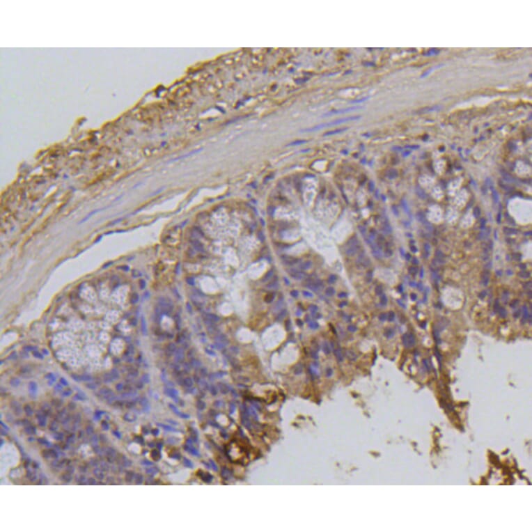 Immunohistochemistry - Anti-Acetyl-Histone H2A-K9 mAb Antibody (A11018) - Antibodies.com