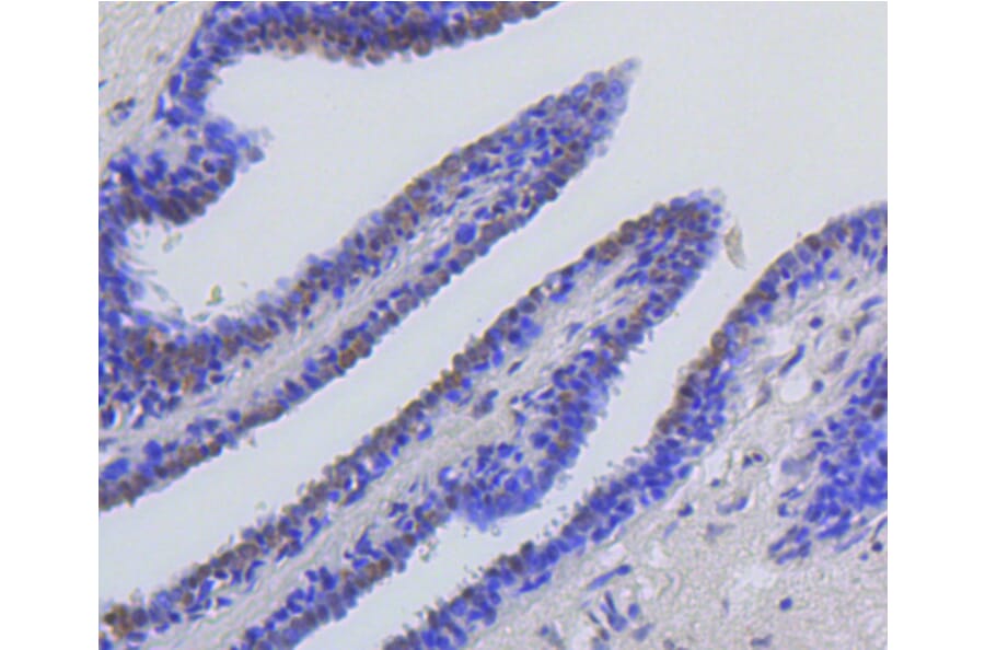 Immunohistochemistry - Anti-Acetyl-Histone H2A-K9 mAb Antibody (A11018) - Antibodies.com