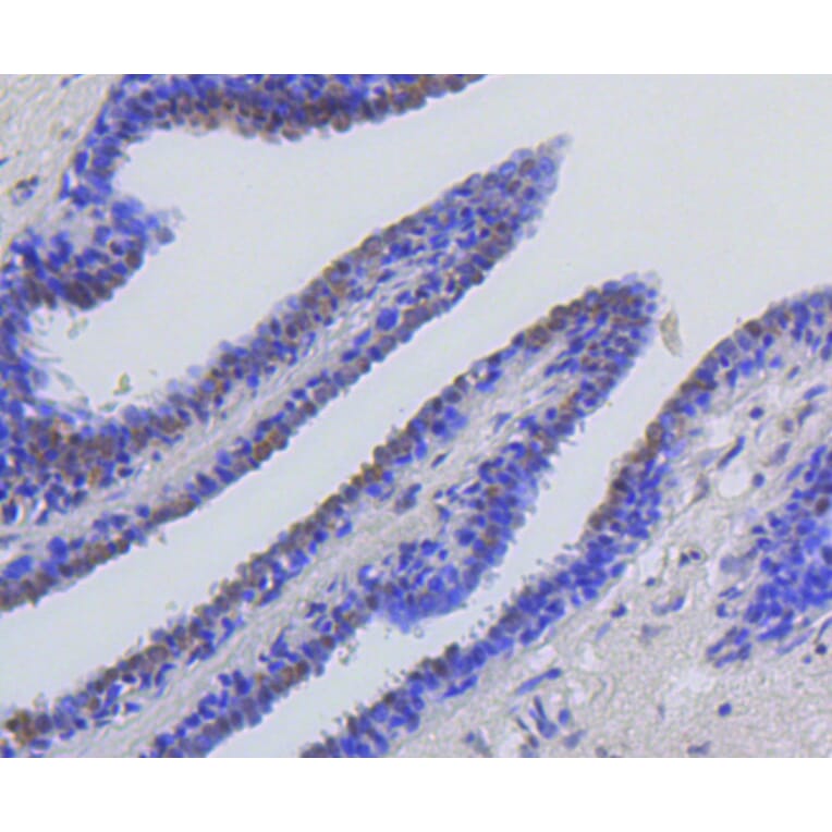 Immunohistochemistry - Anti-Acetyl-Histone H2A-K9 mAb Antibody (A11018) - Antibodies.com