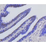 Immunohistochemistry - Anti-Acetyl-Histone H2A-K9 mAb Antibody (A11018) - Antibodies.com