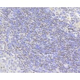 Immunohistochemistry - Anti-Acetyl-Histone H2A-K9 mAb Antibody (A11018) - Antibodies.com
