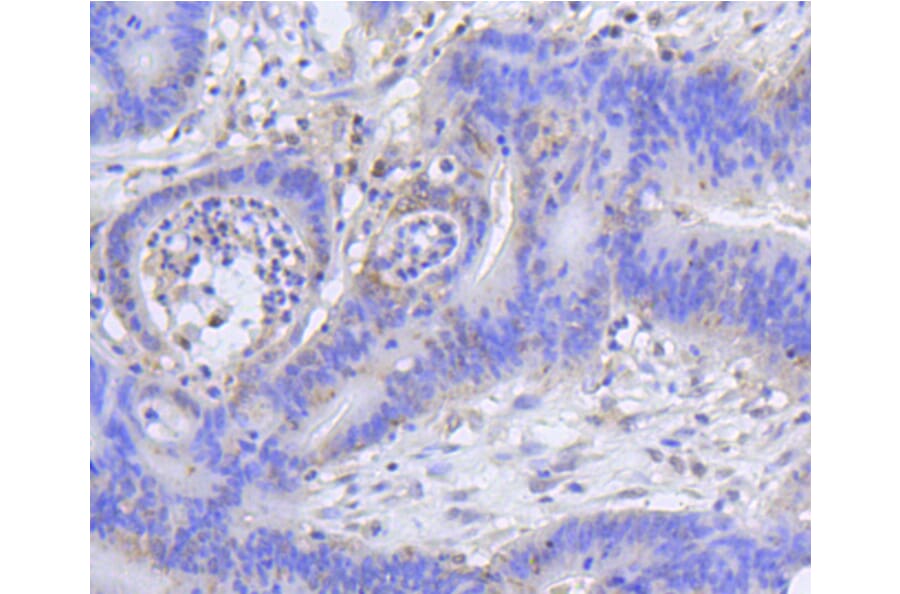 Immunohistochemistry - Anti-Acetyl-Histone H2A-K9 mAb Antibody (A11018) - Antibodies.com