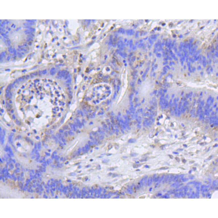 Immunohistochemistry - Anti-Acetyl-Histone H2A-K9 mAb Antibody (A11018) - Antibodies.com