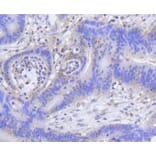 Immunohistochemistry - Anti-Acetyl-Histone H2A-K9 mAb Antibody (A11018) - Antibodies.com