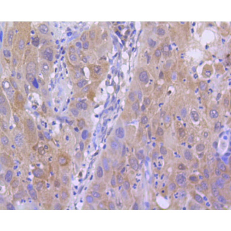 Immunohistochemistry - Anti-Acetyl-Histone H2A-K9 mAb Antibody (A11018) - Antibodies.com