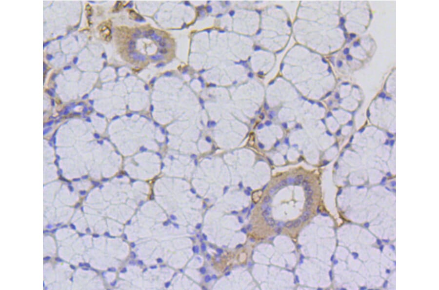 Immunohistochemistry - Anti-Acetyl-Histone H2A-K9 mAb Antibody (A11018) - Antibodies.com
